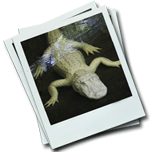 Polaroid photo of an albino alligator